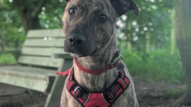 Pet Image